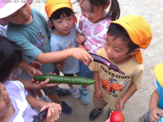 野菜の収獲