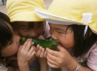 野菜の収獲